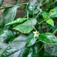 Capsicum frutescens L.